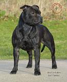 Staffordshire Bull Terrier 9C090D-04